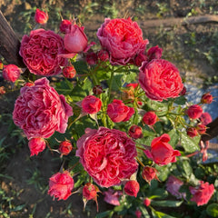 Cinnabar Sea Anemone Rose