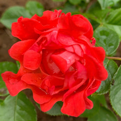 Cinnabar Sea Anemone Rose