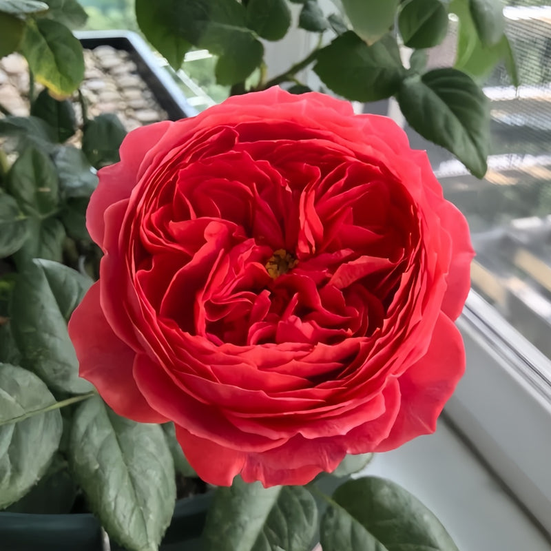 Cinnabar Bowl Rose Plant