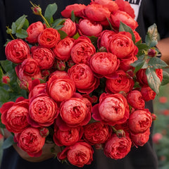 Cinnabar Bowl Rose Plant