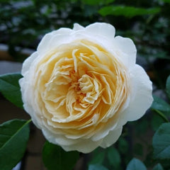 Claire Austin Rose: Elegant Blooms & Timeless Climbing Beauty