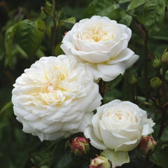 Claire Austin Rose: Elegant Blooms & Timeless Climbing Beauty