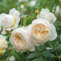 Claire Austin Rose: Elegant Blooms & Timeless Climbing Beauty