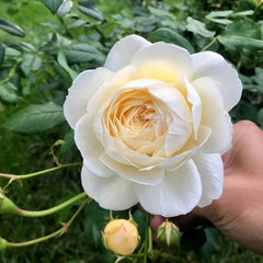 Claire Austin Rose: Elegant Blooms & Timeless Climbing Beauty