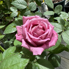 Claude Brasseur Rose Plant