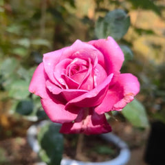 Claude Brasseur Rose Plant