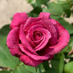 Claude Brasseur Rose Plant