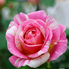 Claude Monet Rose Plant - Artistic Blooming Rose for Your Garden