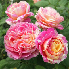 Jacques Monet Roses Claude Monet Rose Plant - Artistic Blooming Rose for Your Garden – Rose ...