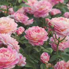 Claude Monet Rose Plant - Artistic Blooming Rose for Your Garden