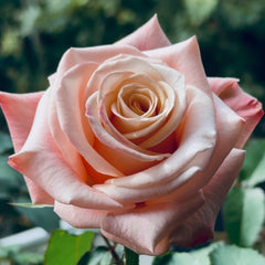 climbing roses stretch jersey cleo dress Climbing Rose Dress
