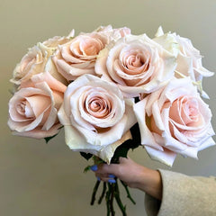 Cleo Rose Plant Rose_Explosion Cleo Rose Plant Rose_Explosion