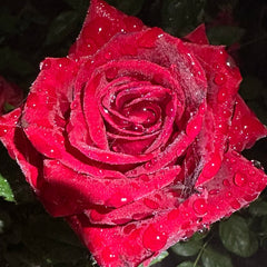 Cleopatra Rose
