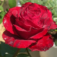 Cleopatra Rose