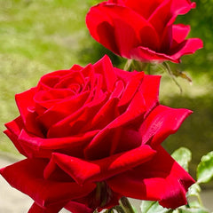 Cleopatra Rose