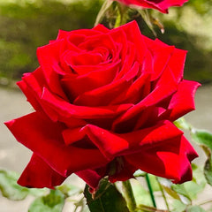Cleopatra Rose