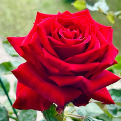 Cleopatra Rose Plant｜埃及艳后