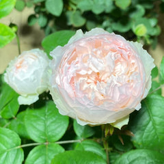 Cocotte Rose Plant - Charming Blooming Rose for Your Garden