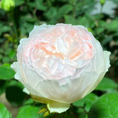 Cocotte Rose Plant - Charming Blooming Rose for Your Garden