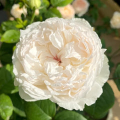 Cocotte Rose Plant - Charming Blooming Rose for Your Garden