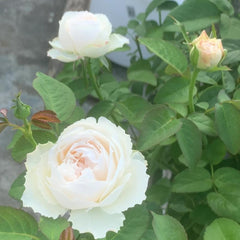 Cocotte Rose Plant - Charming Blooming Rose for Your Garden