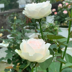 Cocotte Rose Plant - Charming Blooming Rose for Your Garden