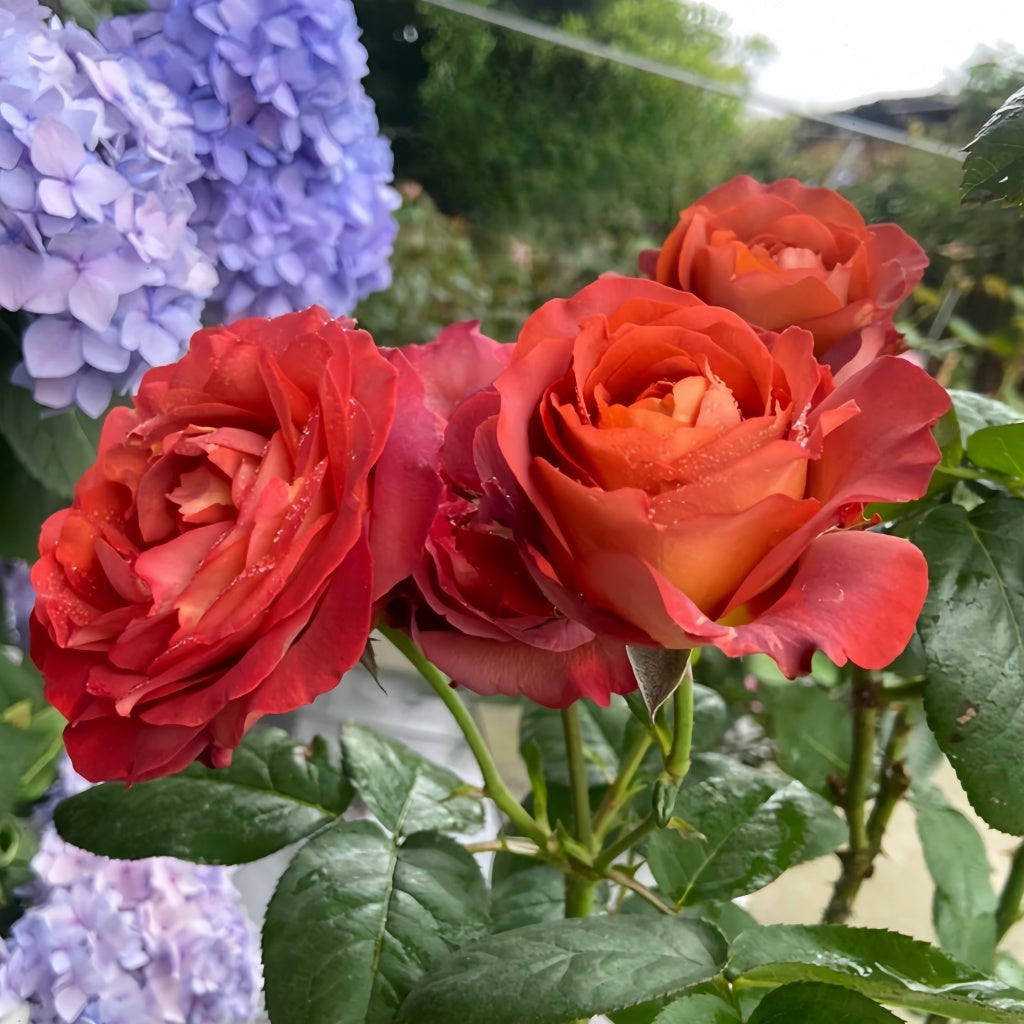 Copffee Break Roses Coffee Break Rose Plant|休憩/咖啡时间 – Rose_Explosion