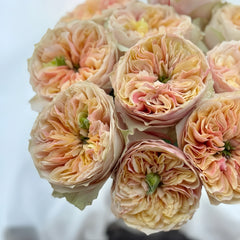 Coffea Arabica Rose Plant