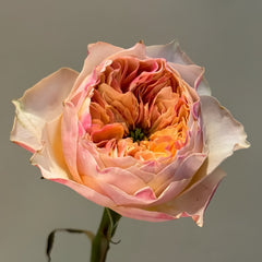 Coffea Arabica Rose Plant