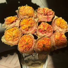 Coffea Arabica Rose Plant