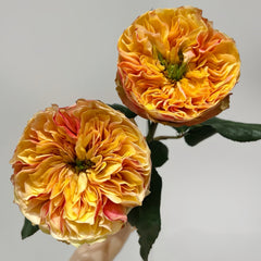 Coffea Arabica Rose Plant