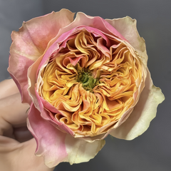 Coffea Arabica Rose Plant