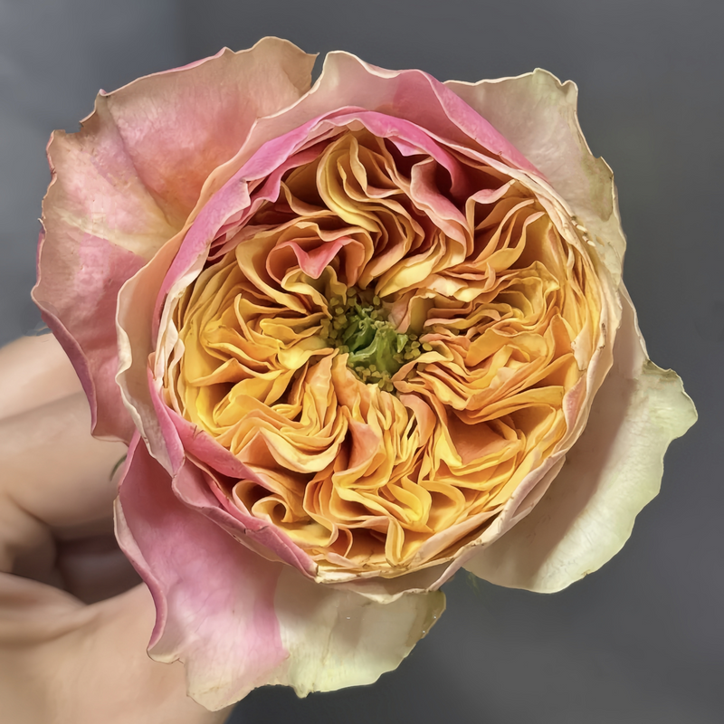 Coffea Arabica Rose Plant