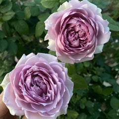 Coffret Rose Plant - Elegant Blooming Rose for Your Garden