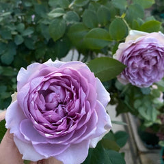 Coffret Rose Plant - Elegant Blooming Rose for Your Garden