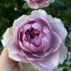 Coffret Rose Plant - Elegant Blooming Rose for Your Garden