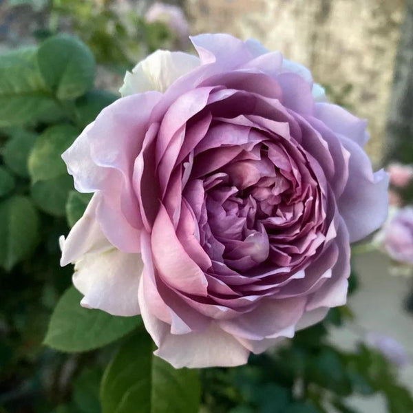 Japan Best Scented Roses Japanese Rose Coffret: Elegance in Every Bloom – Rose_Explosion
