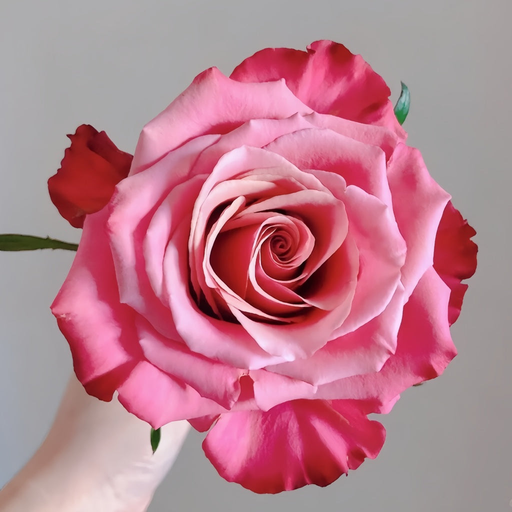 Cool Roes Cold Brew Rose Plant|冷酿 – Rose_Explosion