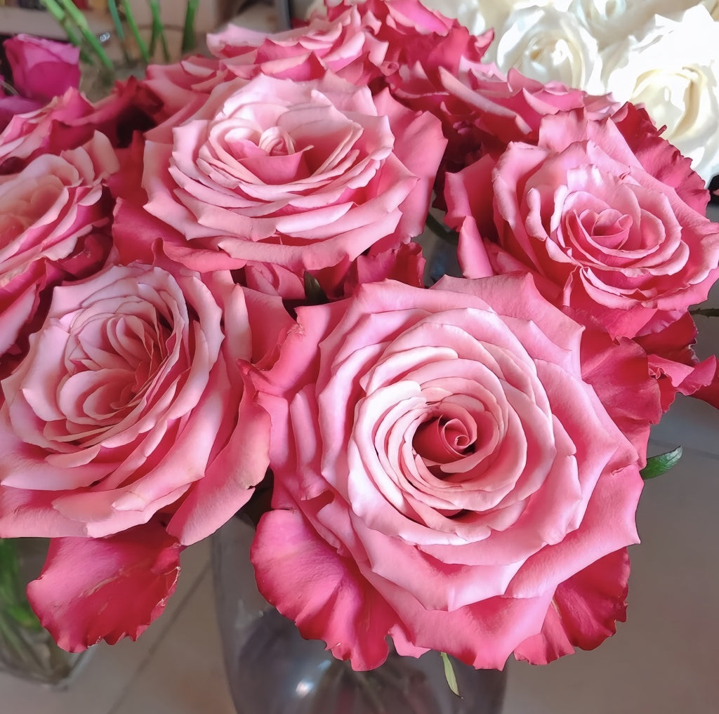 Cold Brew Rose Plant|冷酿 – Rose_Explosion