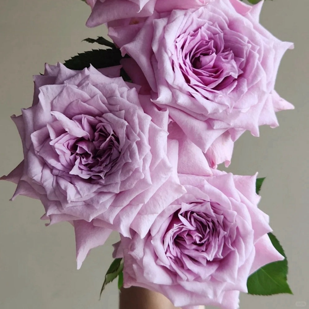 Colin Craven Rose Plant|柯林克莱文 – Rose_Explosion