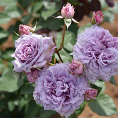 Colin Craven Rose Plant