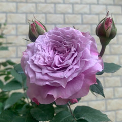 Colin Craven Rose Plant