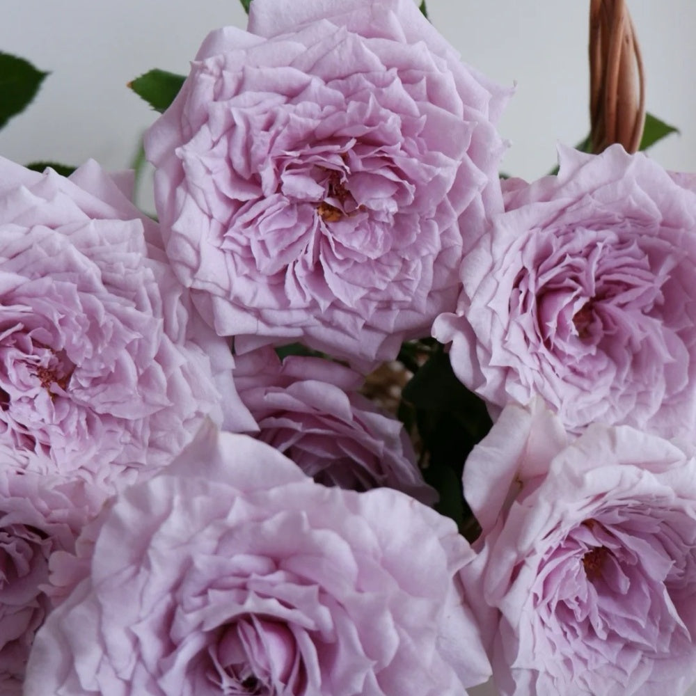 Colin Craven Rose Plant|柯林克莱文 – Rose_Explosion