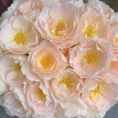 Comte de Champagne Rose Plant|香槟伯爵
