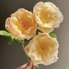 Comte de Champagne Rose Plant|香槟伯爵