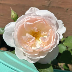 Comte de Champagne Rose Plant|香槟伯爵
