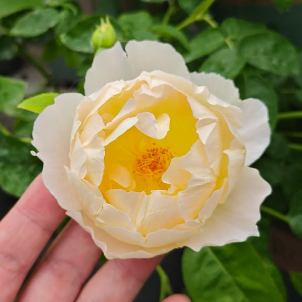 Comte de Champagne Rose Plant|香槟伯爵