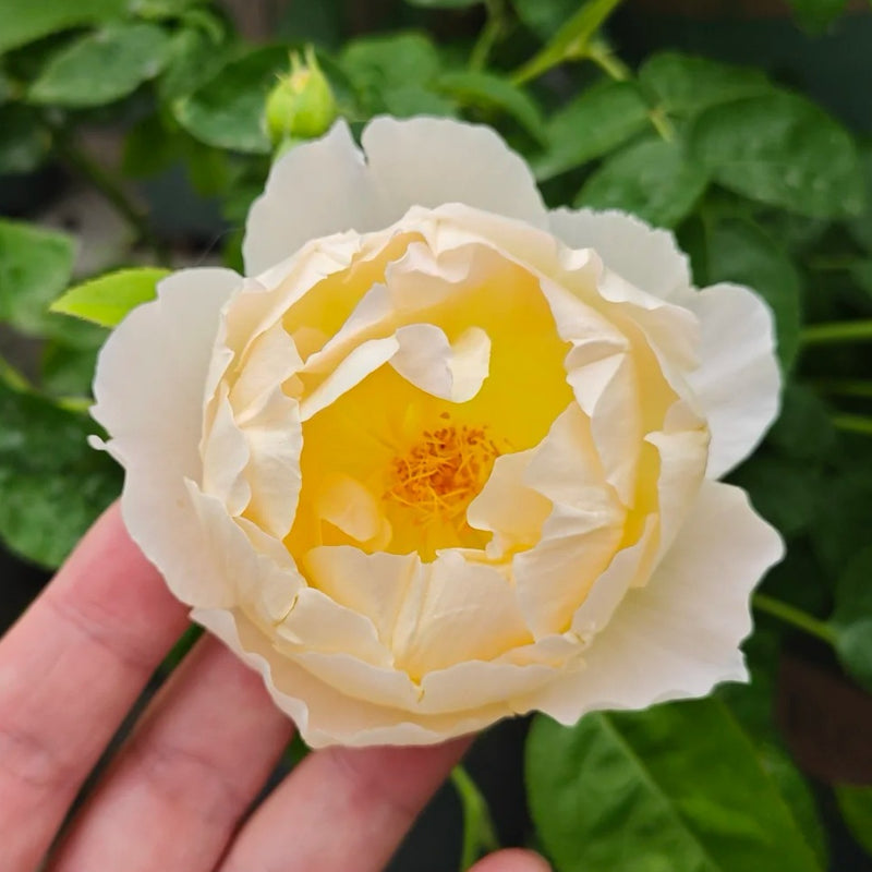 Comte de Champagne Rose Plant|香槟伯爵