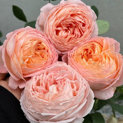 Confiture Rose Plant - Beautiful Blooming Rose for Your Garden