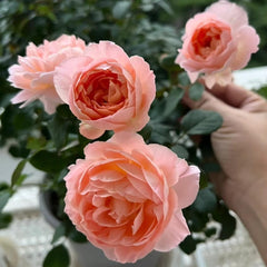 Confiture Rose Plant - Beautiful Blooming Rose for Your Garden